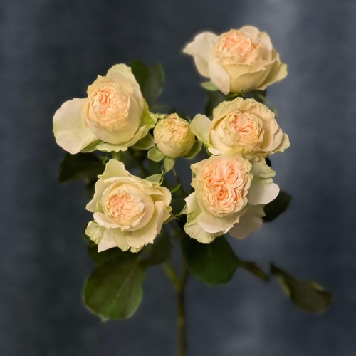 Summerrose Spray Peony Rose