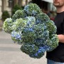 Hydrangea Mix in Green and Blue Tones
