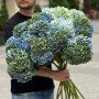 Hydrangea Mix in Green and Blue Tones