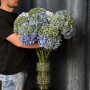 Hydrangea Mix in Green and Blue Tones