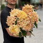 Vienna Copper Chrysanthemum