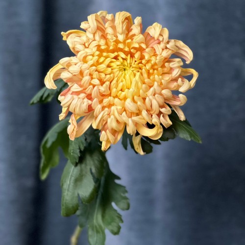 Vienna Copper Chrysanthemum