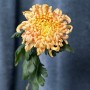 Vienna Copper Chrysanthemum