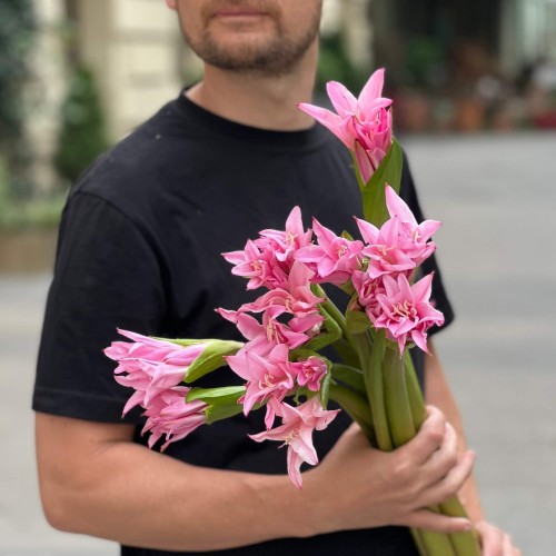 Амаркрінум рожевий