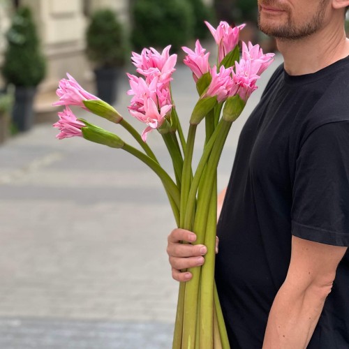 Амаркрінум рожевий