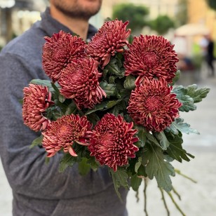 Хризантема Bigoudi Red