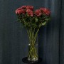 Хризантема Bigoudi Red
