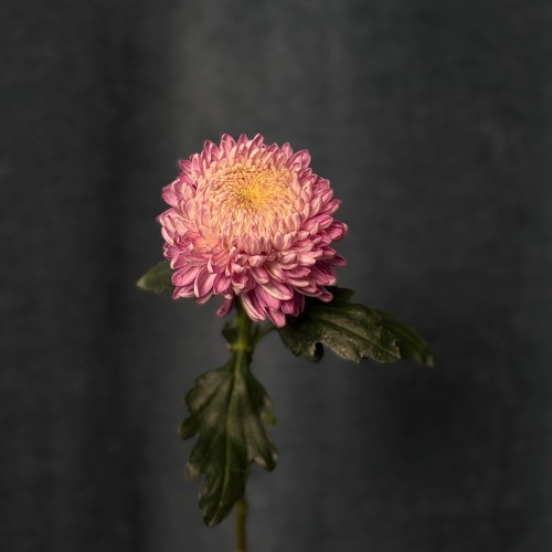 Хризантема Bigoudi Pink