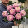 Хризантема Bigoudi Pink
