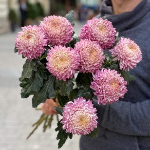 Хризантема Bigoudi Pink