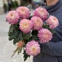 Хризантема Bigoudi Pink