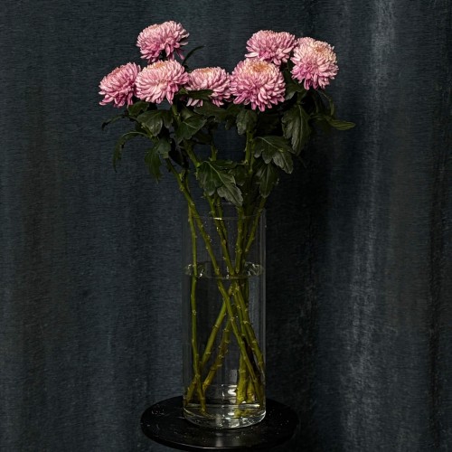 Хризантема Bigoudi Pink