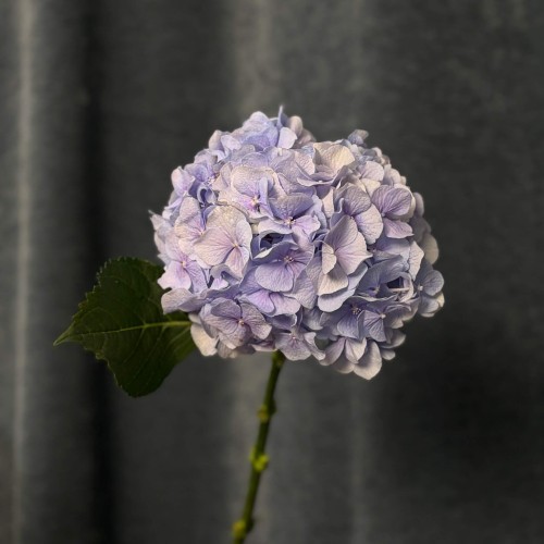 Гортензії в асортименті
