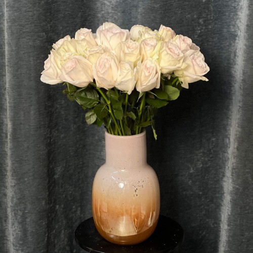 White O'Hara Peony Rose