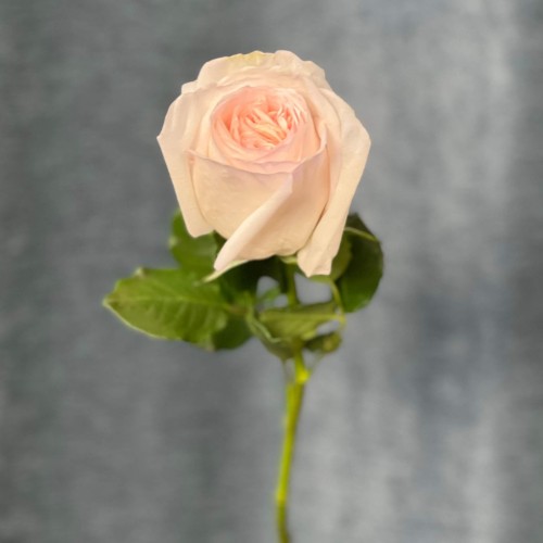 White O'Hara Peony Rose