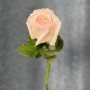 White O'Hara Peony Rose