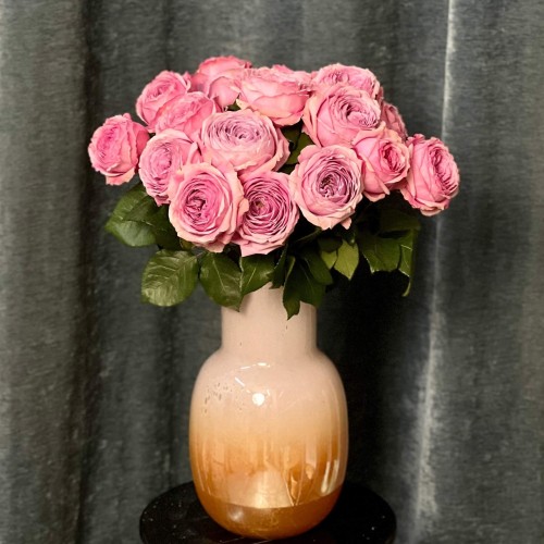 Peony Kiss Peony-Style Rose