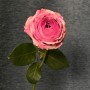 Peony Kiss Peony-Style Rose