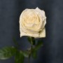 Playa Blanca Rose