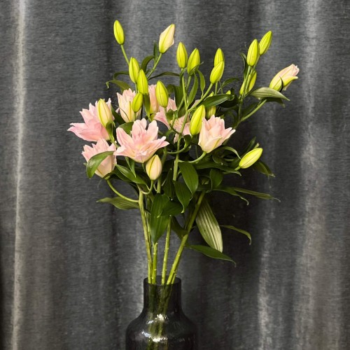 Amistad Double Lily