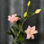 Amistad Double Lily