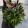 Petrolia Lily