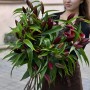Petrolia Lily
