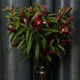 Petrolia Lily