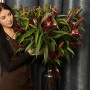 Petrolia Lily