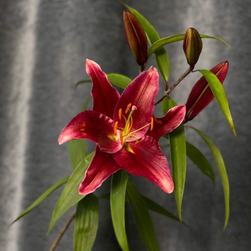Petrolia Lily