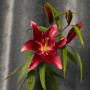 Petrolia Lily
