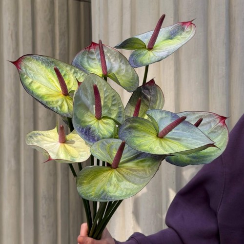 Exclusive Polar Light Anthuriums