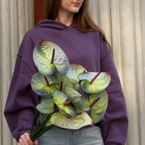Exclusive Polar Light Anthuriums
