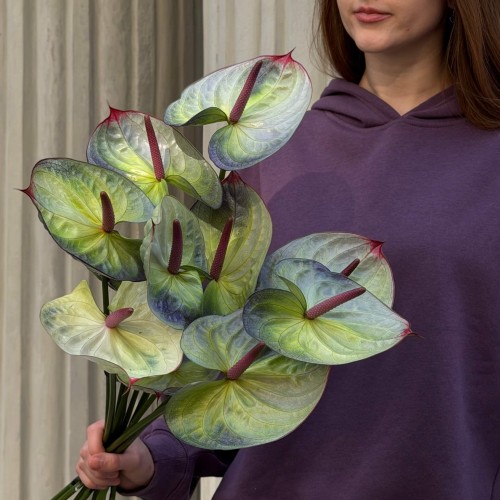 Exclusive Polar Light Anthuriums