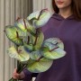 Exclusive Polar Light Anthuriums