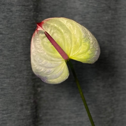 Exclusive Polar Light Anthuriums