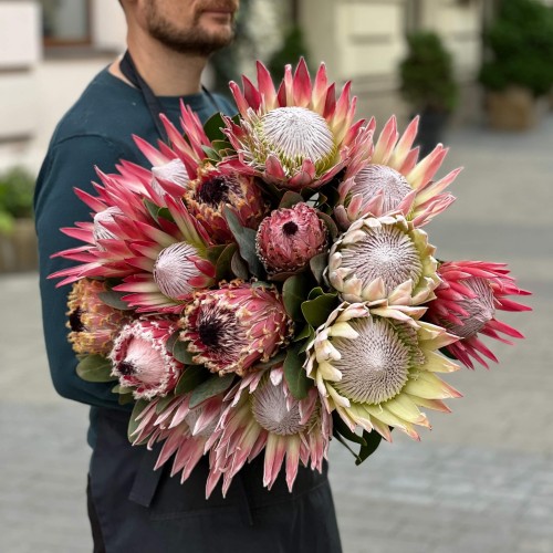 Exotic Protea — Assorted Varieties
