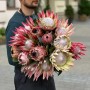 Exotic Protea — Assorted Varieties
