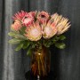 Exotic Protea — Assorted Varieties