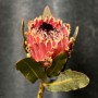 Exotic Protea — Assorted Varieties