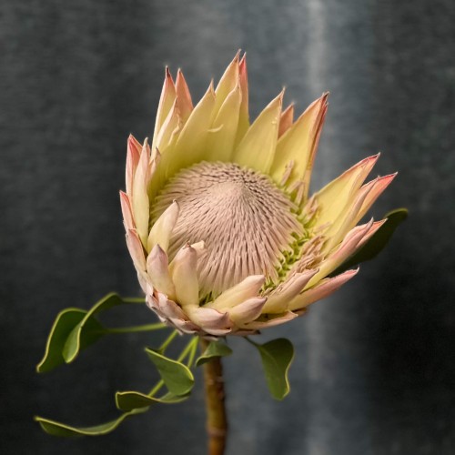 Exotic Protea — Assorted Varieties