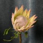 Exotic Protea — Assorted Varieties