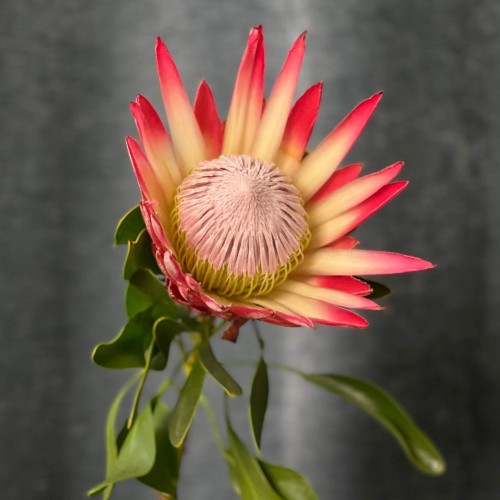 Exotic Protea — Assorted Varieties