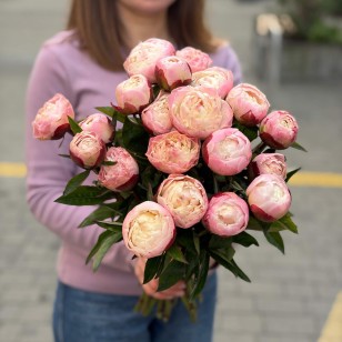Півонія Gardenia
