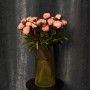 Півонія Gardenia
