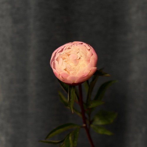 Півонія Gardenia