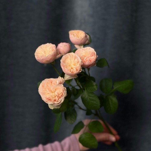 Троянда кущова півонієвидна Royal Blush
