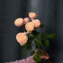 Троянда кущова півонієвидна Royal Blush