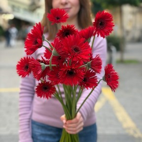 Spider Vulcano Gerbera