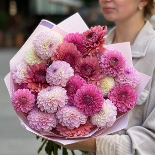 Mix of 25 Pink Dahlias «Autumn Berries»